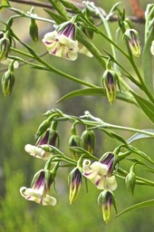 Heterochaenia sp . ( rivalsii ?  ) ( grappes de fleurs )campanulaceae. endémiique Réunion.P1022735
