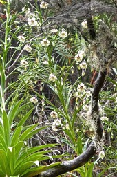 Heterochaenia sp . campanulaceae. endémique Réunion.P1022639