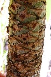 Heterochaenia sp .( cicatrices foliaires . ) campanulaceae.endémique Réunion.P1022715