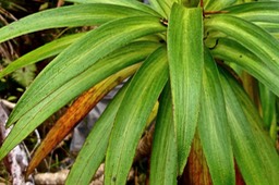 Heterochaenia sp .( feuilles denticulées ) campanulaceae. endémique Réunion.P1022695
