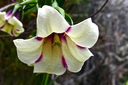 Heterochaenia sp . (fleur ) campanulaceae.endémique Réunion.P1022682