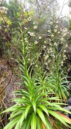 Heterochaenia sp . rivalsii ? campanulaceae.endémique Réunion.P1022662