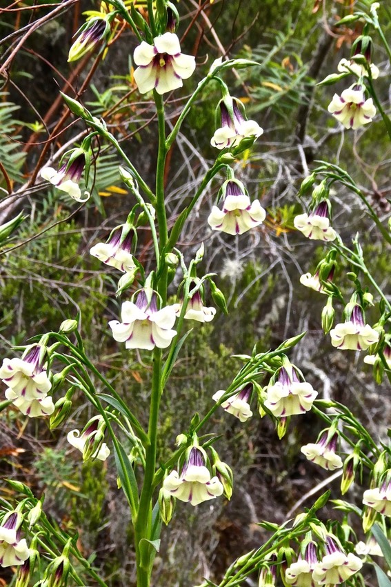Heterochaenia sp . rivalsii ?? campanulaceae. endémique Réunion.P1022646