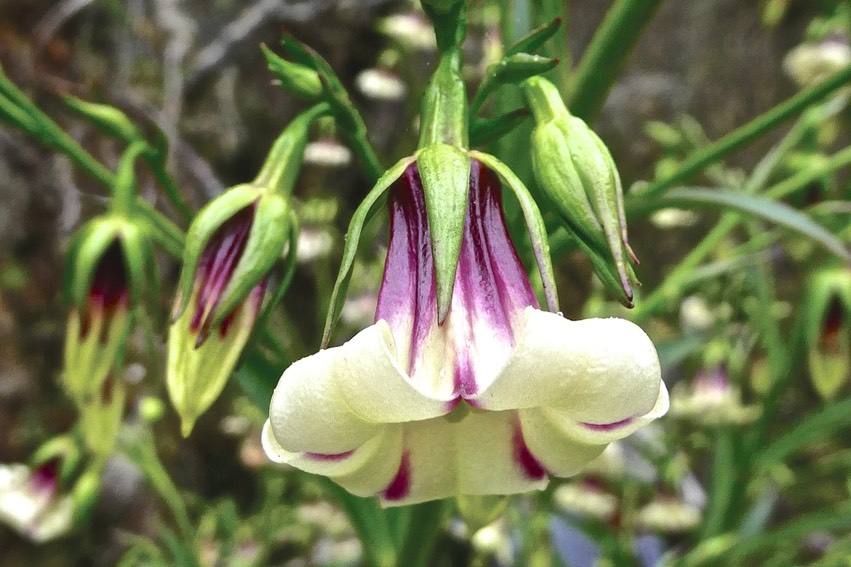 Heterochaenia sp . rivalsii ? campanulaceae.endémique Réunion.P1022711