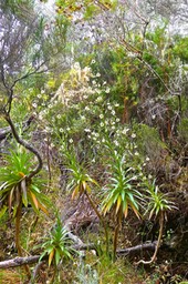 Heterochaenia sp .campanulaceae.endémique Réunion.P1022736