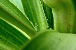 Heterochaenia sp.campanulaceae.( cils à la base des feuilles ) endémique Réunion.P1022672