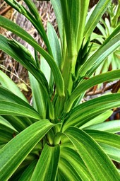 Heterochaenia sp.campanulaceae.endémique Réunion.P1022686