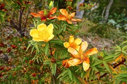 Hypericum lanceolatum subsp lanceolatum . fleur jaune des bas .hypericaceae.indigène Mascareignes.P1022561