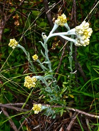 Laphangium luteoalbum.gnaphale blanc jaunâtre ;immortelle des marais.asteraceae.potentiellement envahissante.P1022591