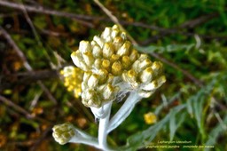 Laphangium luteoalbum.immortelle des marais.gnaphale blanc jaunâtre. asteraceae.potentiellement envahissante.P1022590