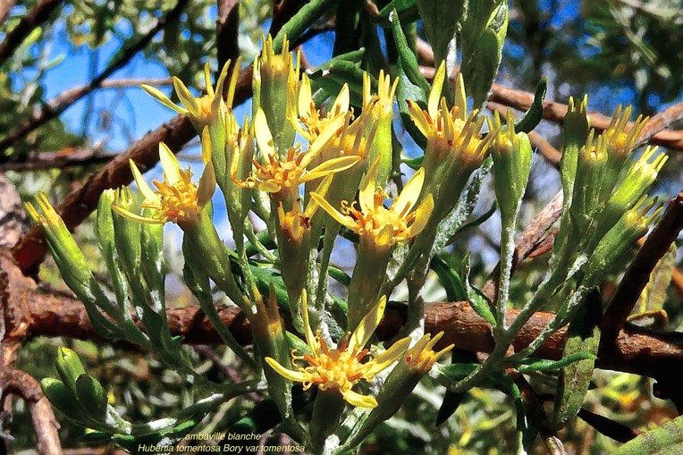 Hubertia tomentosa Bory var. tomentosa.ambaville blanche. asteraceae.endémique Réunion.P1026194