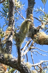 lichens sur tamarin des hauts .( acacia heterophylla )P1026238