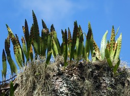 Pleopeltis macrocarpa - Fougère gros lentilles - POLYPODIACEAE - Indigène Réunion
