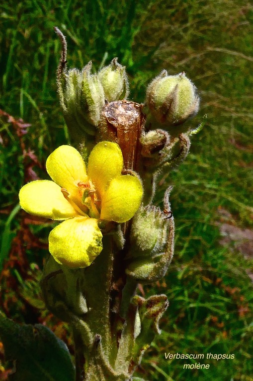 Verbascum thapsus. molène .bouillon blanc.scrophulariaceae.espèce envahissante.P1026279