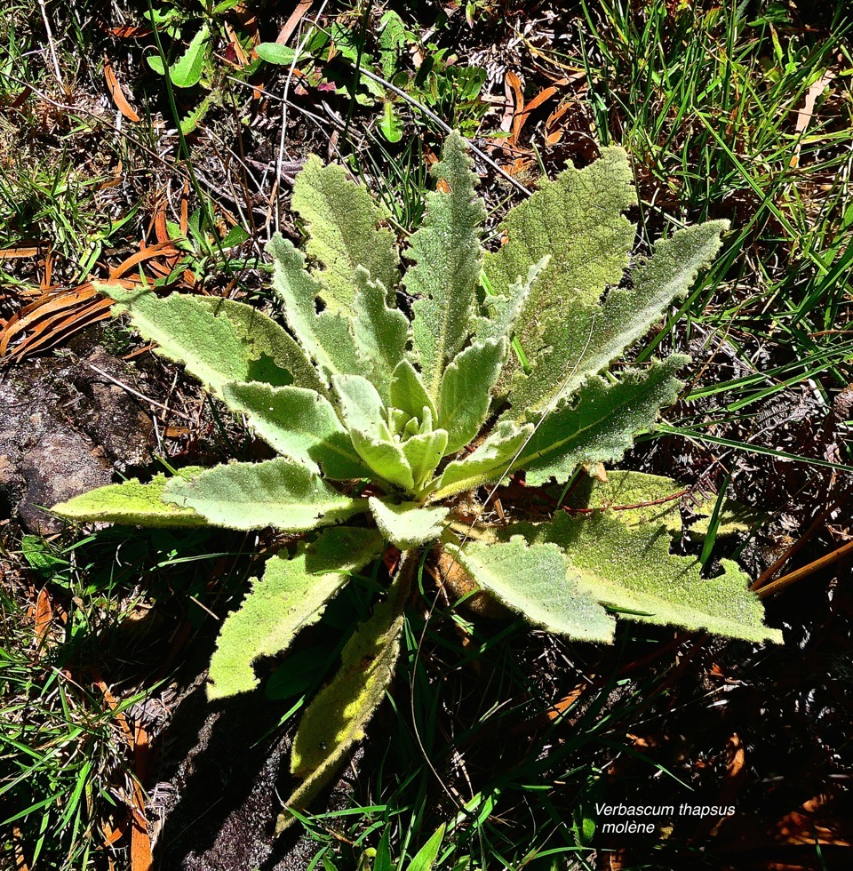 Verbascum thapsus. molène .bouillon blanc.(feuilles attaquées par les cratopus ? ) scrophulariaceae.espèce envhissante.P1026212