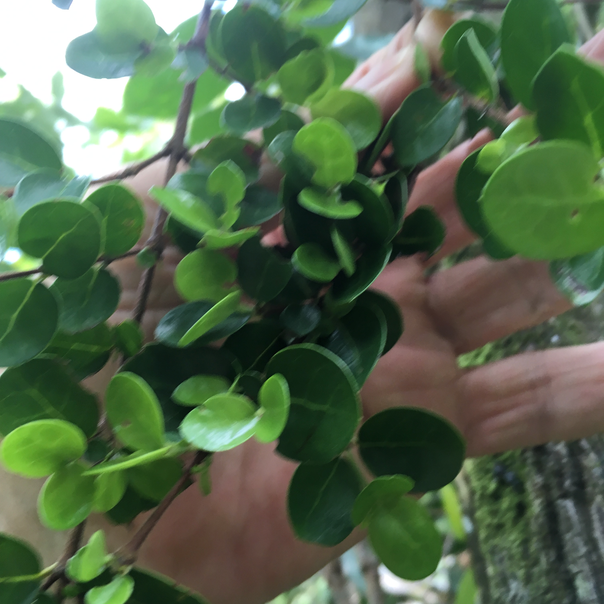 1 Fernelia buxifolia Lam. - Bois de balai / Bois de buis - Rubiaceae - endémique des Mascareignes