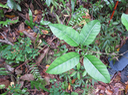 12 Tabernaemontana mauritiana - Bois de lait - Apocynaceae - Endémique La Réunion et Maurice