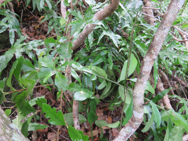 13 " Feuilles de chêne " de Turraea thouarsiana - Bois de quivi - Meliaceae - endémique B M