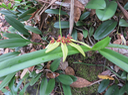 19 Bulbophyllum longiflorum  - - Orchidaceae