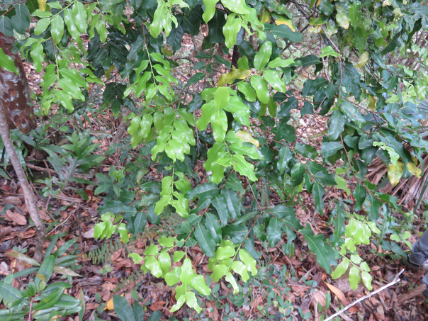 21 Grangeria borbonica - Bois de punaise ; Bois de balai ; Bois de buis marron - Chrysobalanaceae -Mascar. (B, M).