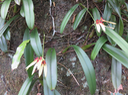28 Bulbophyllum longiflorum  - - Orchidaceae