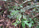 29 juvénile Grangeria borbonica - Bois de punaise ; Bois de balai ; Bois de buis marron - Chrysobalanaceae -Mascar. (B, M).