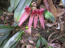30 Bulbophyllum longiflorum  - - Orchidaceae