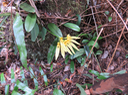 33 Bulbophyllum longiflorum  - - Orchidaceae