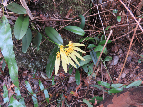 34 Bulbophyllum longiflorum  - - Orchidaceae