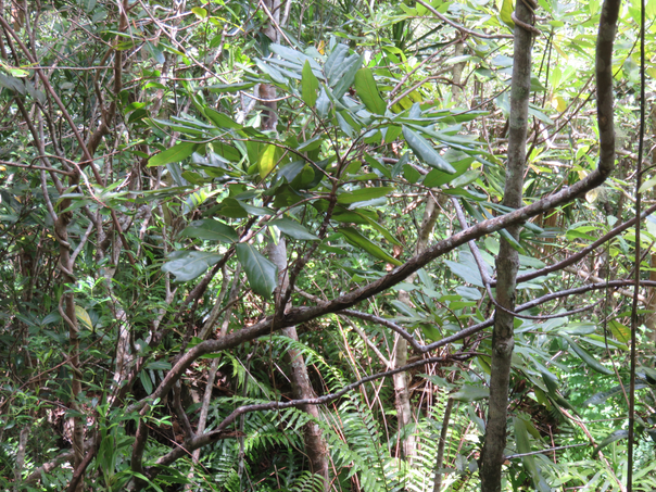 35 Cnestis glabra - Mafatamboa ou Mafatambois - Connaraceae