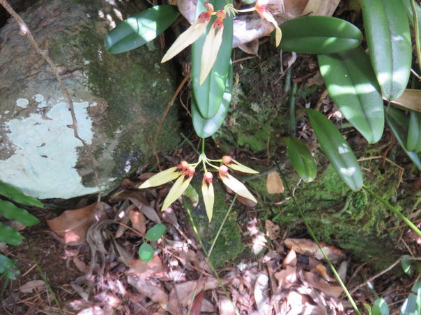 38 Bulbophyllum longiflorum  - - Orchidaceae