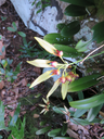 39 Bulbophyllum longiflorum  - - Orchidaceae