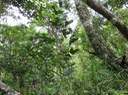 41 Pyrostria commersonii - Bois mussard - Rubiaceae - Endémique La Réunion et île Maurice