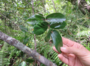 42 feuilles -  Pyrostria commersonii - Bois mussard - Rubiaceae - Endémique La Réunion et île Maurice