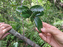 43 Feuilles  Pyrostria commersonii - Bois mussard - Rubiaceae - Endémique La Réunion et île Maurice