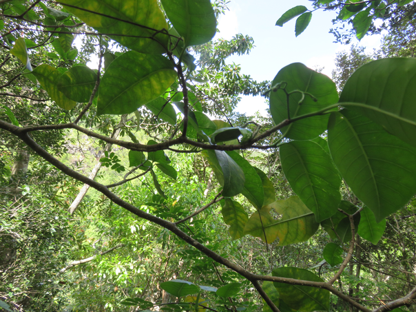 6 Tabernaemontana mauritiana - Bois de lait - Apocynaceae - Endémique La Réunion et Maurice