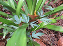 7 Flora suberosa - Grain d'encre / Liane poc-poc / Ti grain d'encre  - Passifloraceae