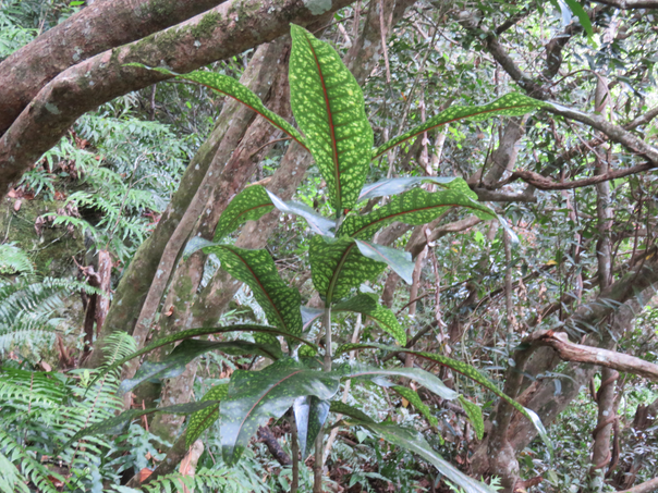 8 Coptosperma borbonica - Bois de pintade - Rubiaceae - Endémique La Réunion et île Maurice