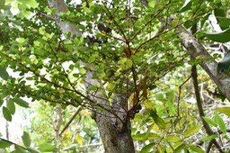 Bois de Buis - Fernelia buxifolia - RUBIACEAE - Endémique Mascareignes
