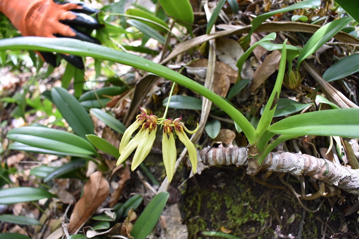 Bulbophyllum longiflorum - Varieté orange et bleue ?(en haut à gauche)