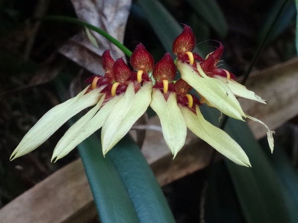 Bulbophyllum longiflorum 1