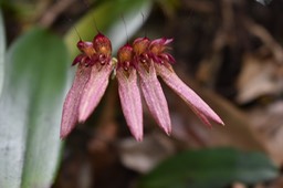 Bulbophyllum longiflorum (variete rouge) 2