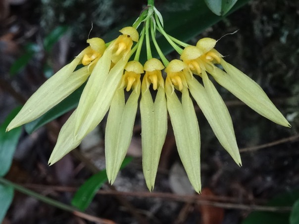 Bulbophyllum longiflorum (varieté jaune)