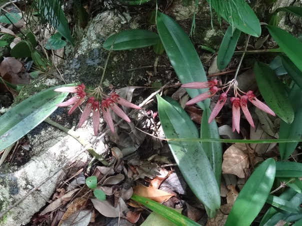 Bulbophyllum longiflorum (variete rouge) 1