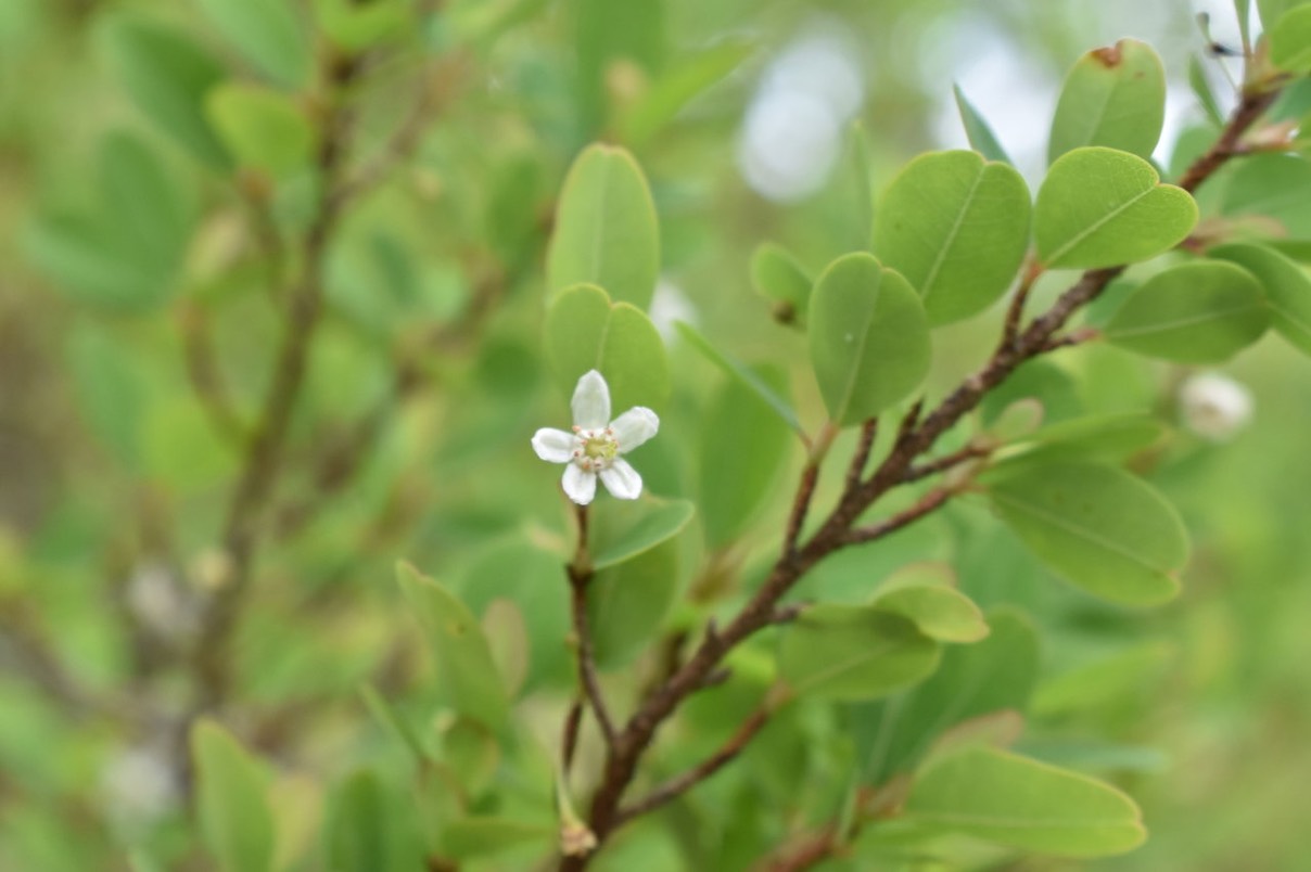 Fleur de Bois d'huile - Erythroxylon hypericifolium - ERYTHROXYLACEAE - Endémique Réunion Maurice