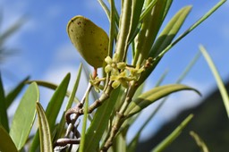 Fleur de Liane Bois d'olive - Secamone volubilis - APOCYNACEAE - Endémique Réunion  Maurice