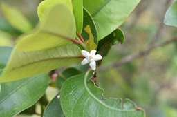 Fleur de Ti Bois de rongue - Erythroxylon sideroxyloides - ERYTHROXYLACEAE - Endémique Réunion Maurice