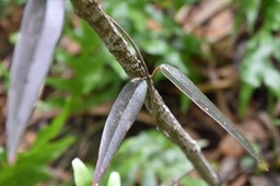 Liane de lait - Trichosandra borbonica - APOCYNACEAE - Endémique Réunion