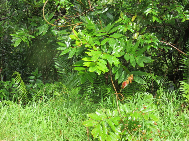 14 Cnestis glabra - Mafatamboa ou Mafatambois - Connaraceae