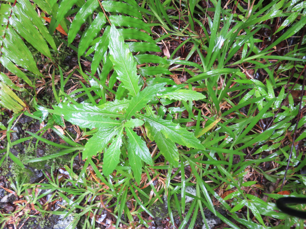 7 Hippobroma longiflora - Etoile de Bethléem -  exo